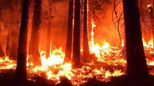 今年の異常な高温は、世界中で観測されており、山火事も多発しています。